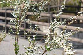 タンチョウ日記09の画像44