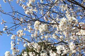 タンチョウ日記09の画像46