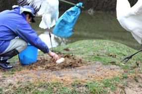 悪の卵泥棒のように見えますが、擬卵に交換している正直者の飼育員です​の画像