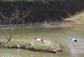 タンチョウ日記09の画像49