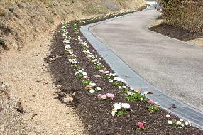 タンチョウ日記09の画像51