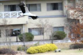 サンロードの芝生広場を飛ぶロクちゃん​の画像