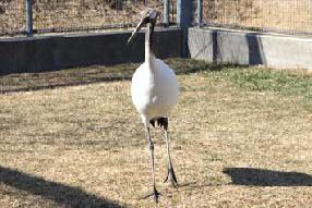 タンチョウ日記09の画像53