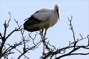 タンチョウ日記09の画像57