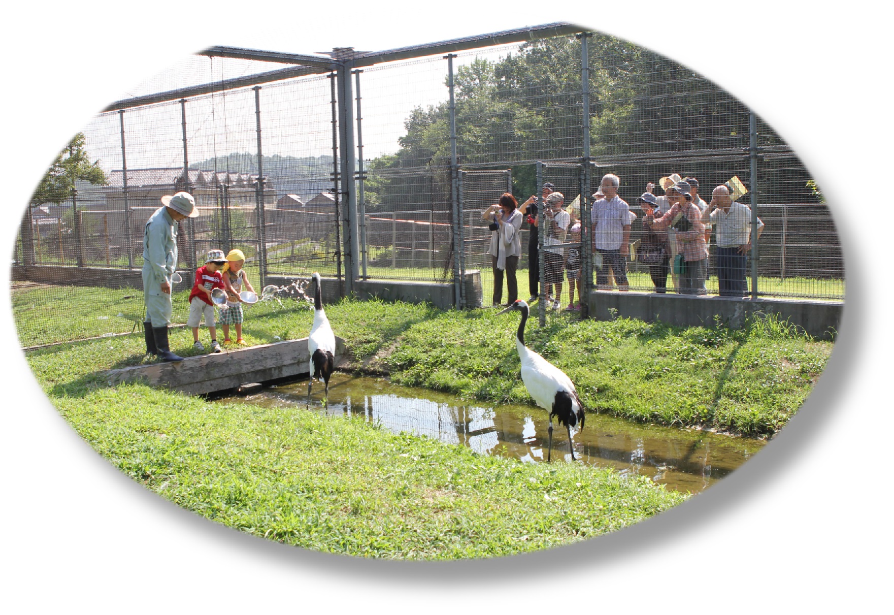 タンチョウの観察会の画像1