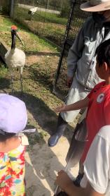 タンチョウの観察会の画像3