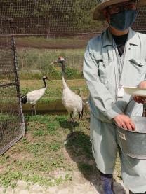 タンチョウの観察会の画像4