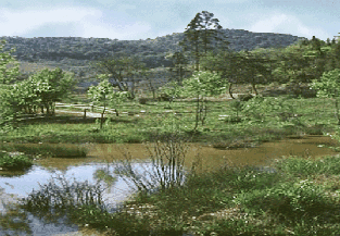 光と水のハーモニー。絶妙な生態系のバランスがここにの画像