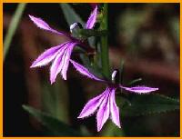 サワギキョウの画像