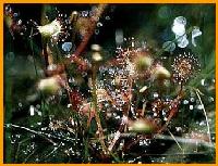 モウセンゴケの画像