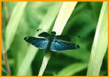 チョウトンボの画像