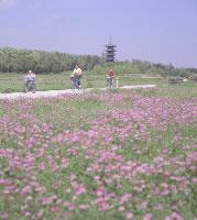 春はれんげでピンク一色になります。