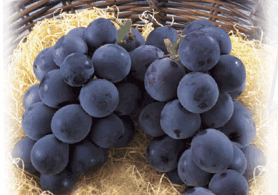 総社のブドウ　ピオーネ、マスカットオブアレキサンドリア