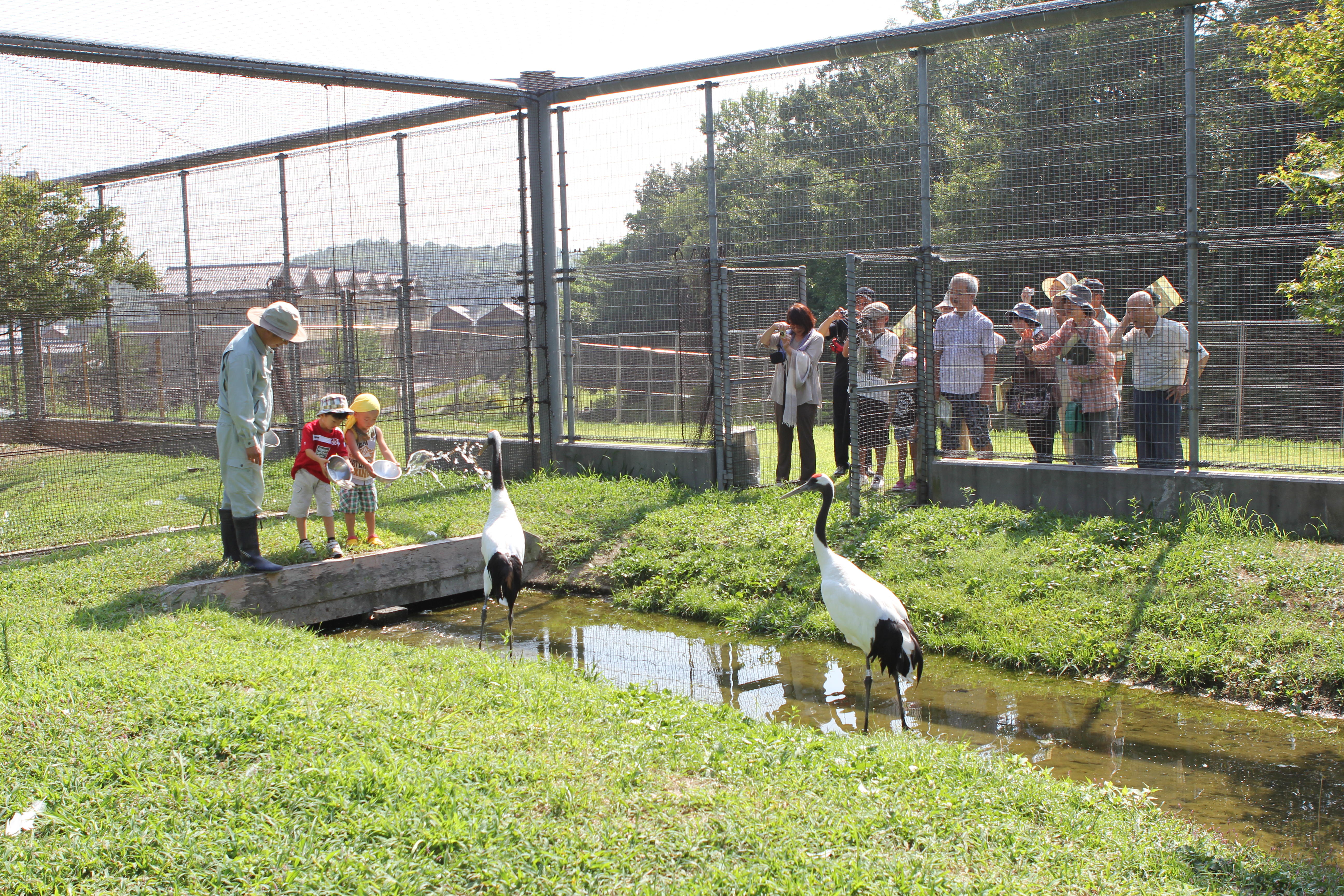 タンチョウの観察会の画像