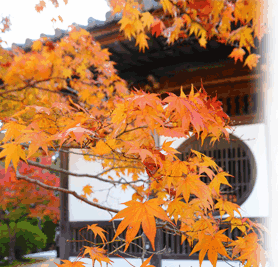 総社の紅葉　モミジ