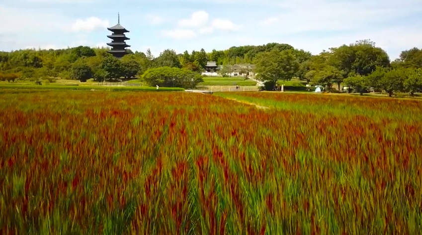 クラウドファンディングによる赤米PR動画が完成の画像4