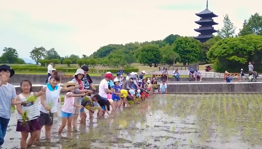 クラウドファンディングによる赤米PR動画が完成の画像5