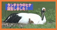 タンチョウの画像