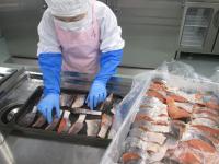 ​魚は厚さと大きさをそろえて並べますの画像