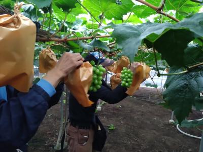 ぶどう