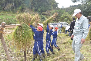 6日　新本本庄国司神社の神田で赤米の稲刈りの画像2
