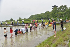 22日　赤米の田植え体験への画像1