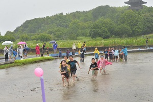 22日　赤米の田植え体験への画像2