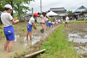 児童と稲を植える相川さん