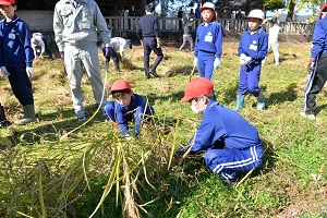 14日 赤米の稲刈りへの画像1