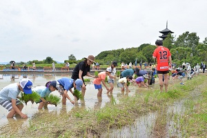 25日　赤米の田植え体験への画像