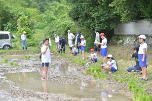 13日　新本本庄国司神社神田で赤米田植えの画像1
