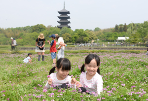 れんげを摘む子ども