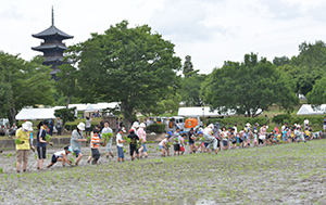 五重塔を背にみんなで田植え