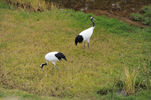 園内を散策するタンチョウ
