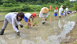 田植え体験